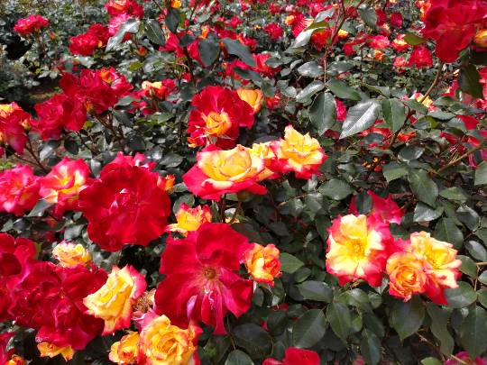 ★ドンキ♡♡ロピア雑談116★