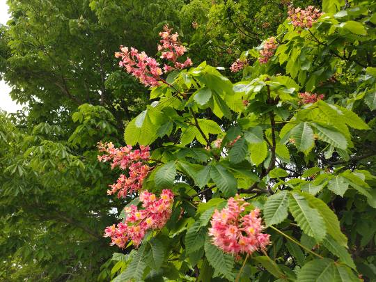 【スナックJINJIN】キッチンカー いつか来た道 出張営業9