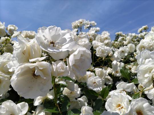 ★ドンキ♡♡ロピア雑談116★