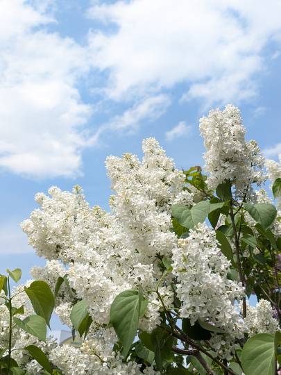 雑談お絵描き部・コラージュ部・素材提供部 No.20