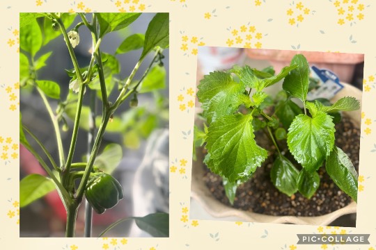 ★ドンキ♡♡ロピア雑談117★