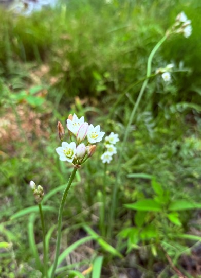 生き物ルーム74