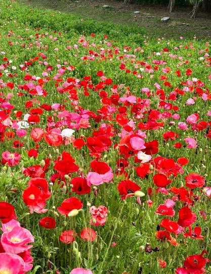 マスク同窓会詰め所兼ニューフェイス歓迎所46ヽ⁠(⁠*ﾟ⁠ｰﾟ⁠*⁠)