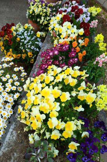 生き物ルーム74