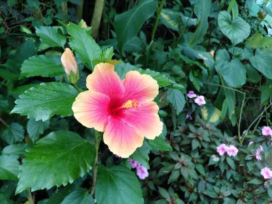 雑談お絵描き部・コラージュ部・素材提供部 No.20