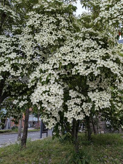 【スナックJINJIN】キッチンカー　いつか来た道　出張営業９