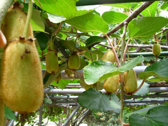 ★ドンキ♡♡ロピア雑談118★