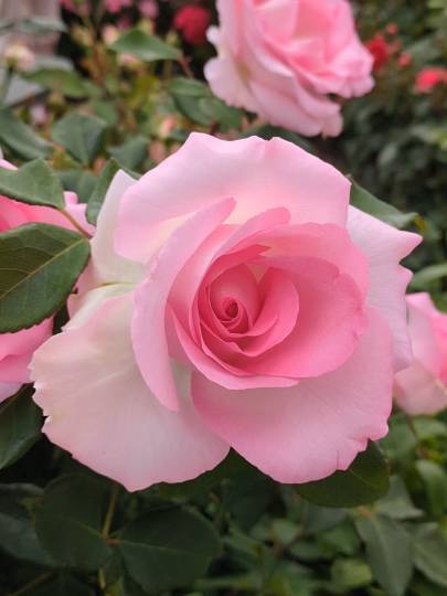 雑談お絵描き部・コラージュ部・素材提供部 No.20