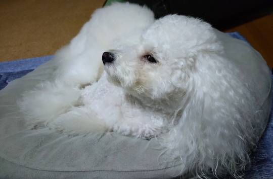 生き物ルーム75