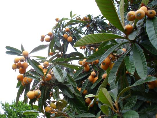 ★ドンキ♡♡ロピア雑談118★