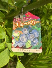 6月4日(水曜日) 　千葉ニュータウン倉庫店｜品番542914　ブルーベリー鉢植えの入...