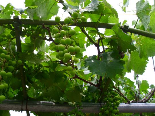 ★ドンキ♡♡ロピア雑談118★