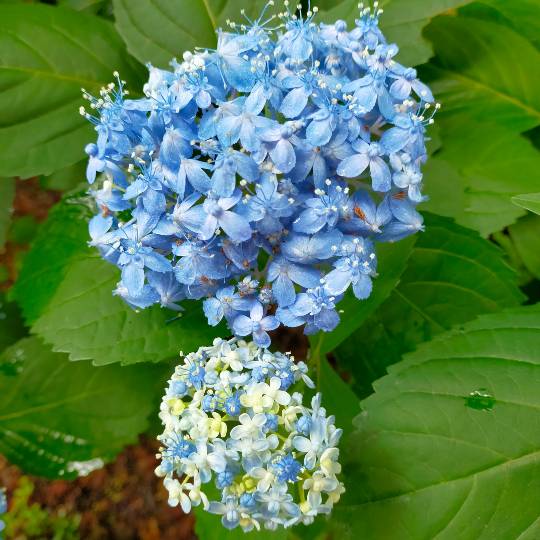 ★ドンキ♡♡ロピア雑談118★