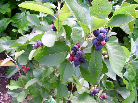 ★ドンキ♡♡ロピア雑談117★