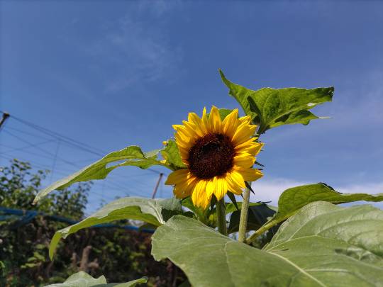 雑談お絵描き部・コラージュ部・素材提供部　No.20