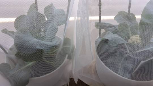 マスク同窓会詰め所兼ニューフェイス歓迎所46ヽ(*゚ー゚*)