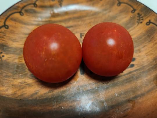 生き物ルーム75