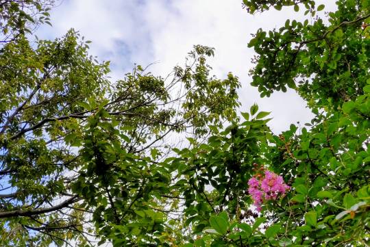 【スナックJINJIN】キッチンカー　いつか来た道　出張営業９