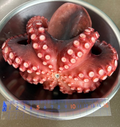 マスク同窓会詰め所兼ニューフェイス歓迎所46ヽ(*゚ー゚*)