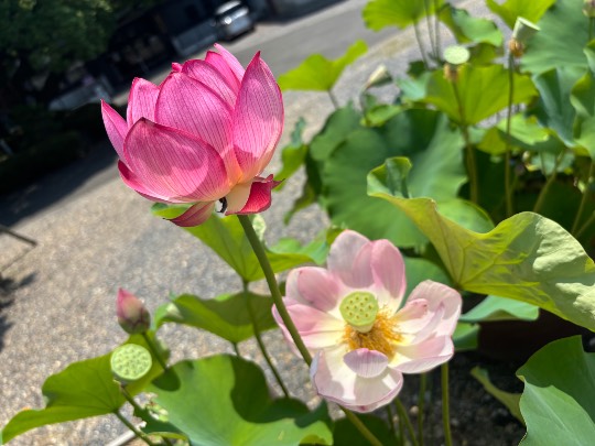 ★ドンキ♡♡ロピア雑談118★