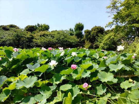 ★ドンキ♡♡ロピア雑談118★