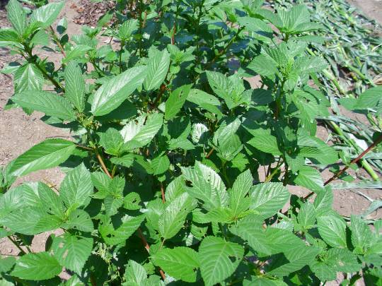 ★ドンキ♡♡ロピア雑談119★