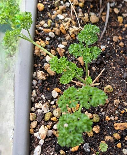 【料理トピ】食い隊 知り隊 作り隊　鉢