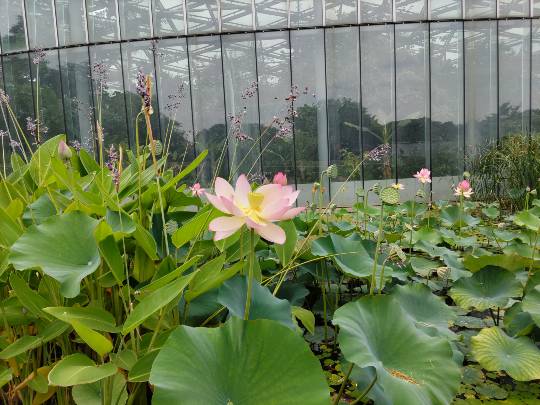 ★ドンキ♡♡ロピア雑談118★