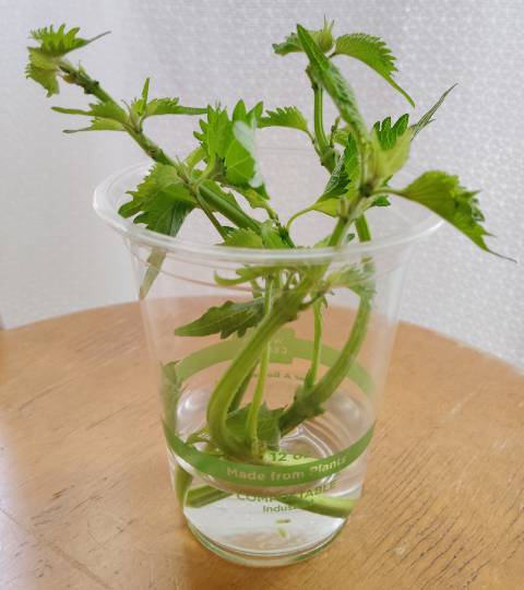 ★ドンキ♡♡ロピア雑談119★