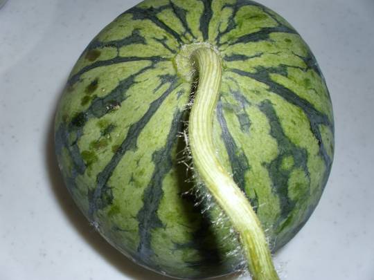 ★ドンキ♡♡ロピア雑談119★