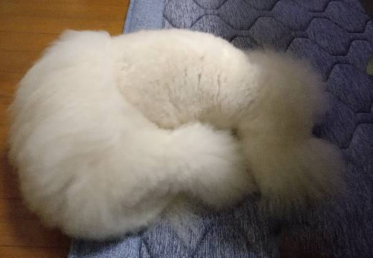 生き物ルーム75