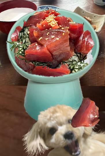 生き物ルーム75