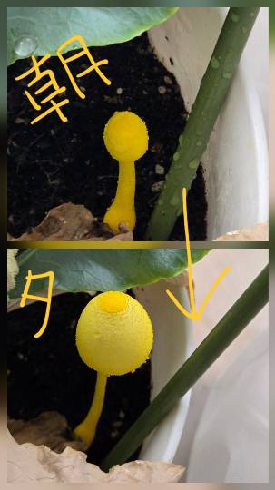 マスク同窓会詰め所兼ニューフェイス歓迎所46ヽ⁠(⁠*ﾟ⁠ｰﾟ⁠*⁠)