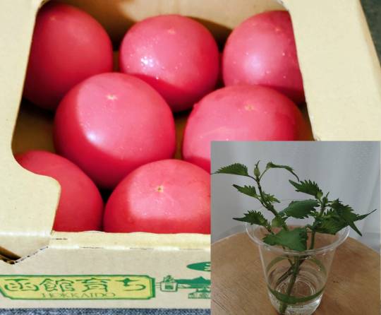 ★ドンキ♡♡ロピア雑談120★