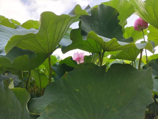 【スナックJINJIN】キッチンカー　いつか来た道　出張営業９