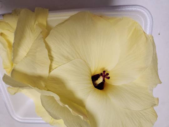 【料理トピ】食い隊 知り隊 作り隊　鉢