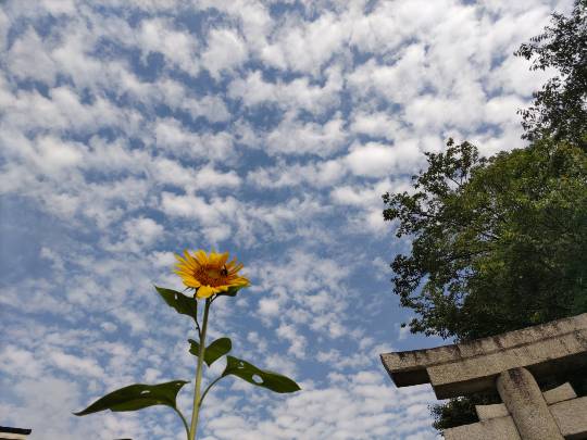 【スナックJINJIN】キッチンカー　いつか来た道　出張営業９