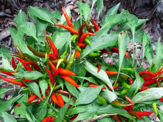 ★ドンキ♡♡ロピア雑談120★