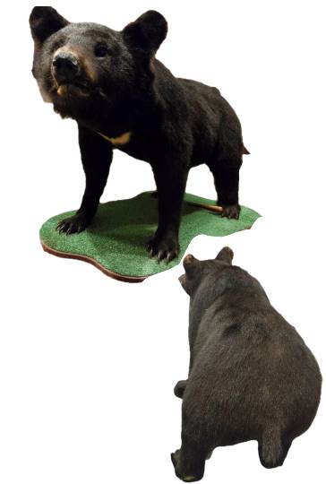 生き物ルーム75