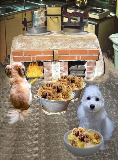 生き物ルーム75