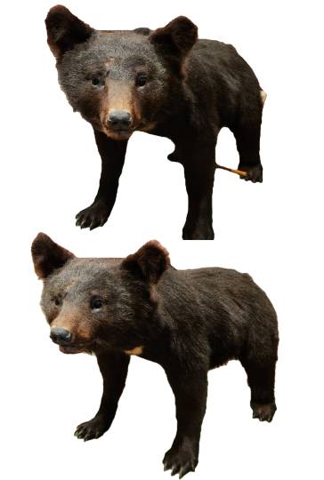 生き物ルーム75