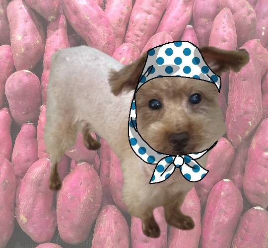 生き物ルーム75