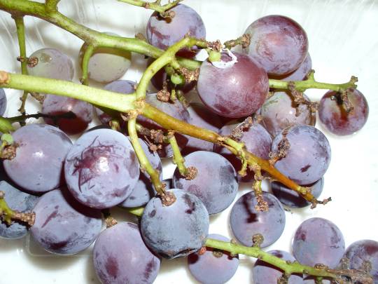 ★ドンキ♡♡ロピア雑談121★