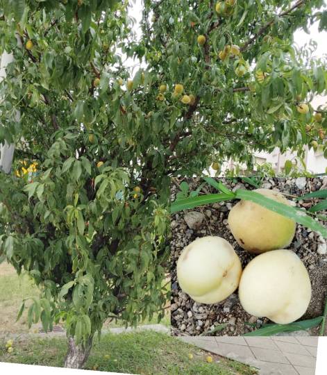 ★ドンキ♡♡ロピア雑談121★