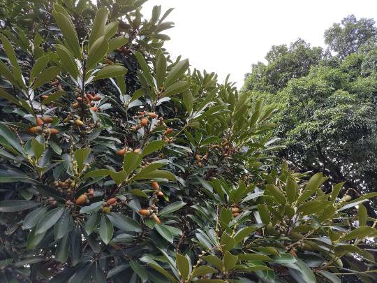 ★ドンキ♡♡ロピア雑談121★