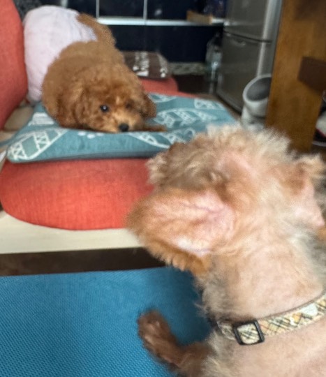 生き物ルーム75