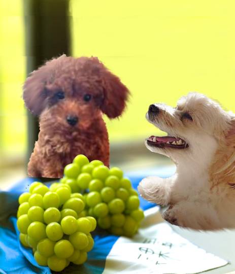 生き物ルーム75