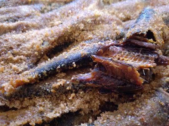 いわし甘露煮  金ごま包み