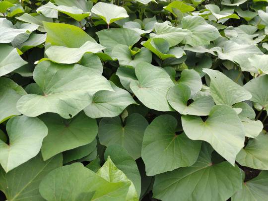 ★ドンキ♡♡ロピア雑談121★