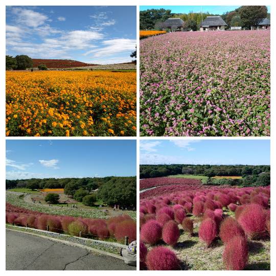 マスク同好会詰め所兼ニューフェイス歓迎所47╰⁠(⁠*⁠´⁠︶⁠`⁠*⁠)⁠╯